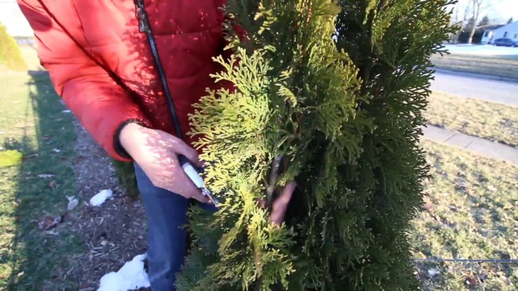 MIgardener: How to Prune Your Arborvitaes Like a Pro! How to Prune Your Arborvitaes Like a Pro!