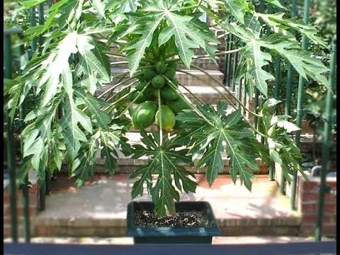 MIgardener: How to Grow Papayas in Containers Indoors – Complete Growing Guide How to Grow Papayas in Containers Indoors - Complete Growing Guide
