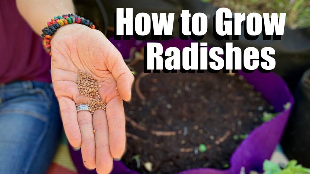 How to Grow Radishes From Seed // Fall Garden Series #4