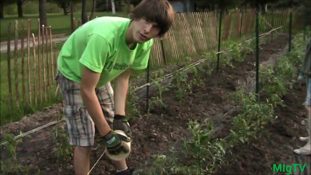 How to Florida Weave Tomatoes