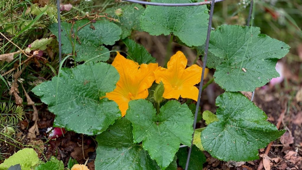 🍅Live: 3 Tips to Grow LOTS of Squash (REPLAY)