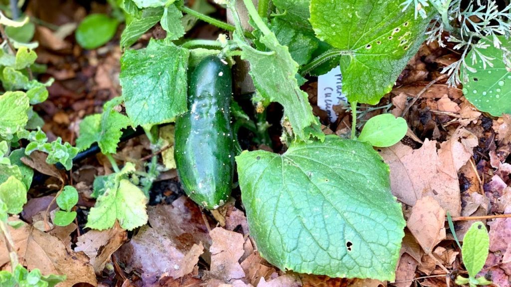 CaliKim: 🥒 Live: 4 Tips to Grow LOTS of Cucumbers (REPLAY) 🥒 Live: 4 Tips to Grow LOTS of Cucumbers (REPLAY)