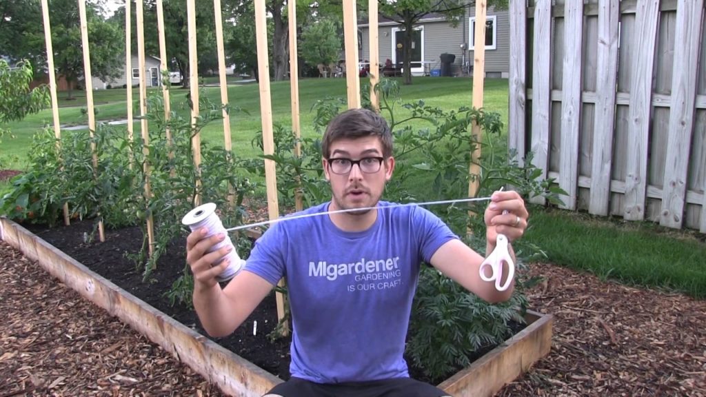 This Method Of Tying Up Tomatoes Will Change Your Life