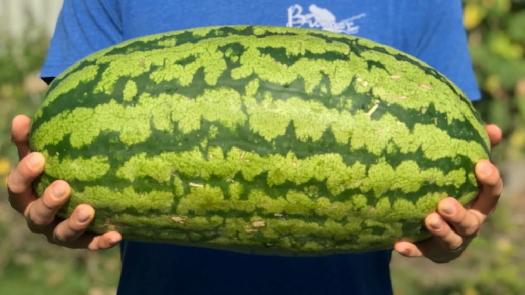 We Grew Our First GIANT Watermelon From Seed!