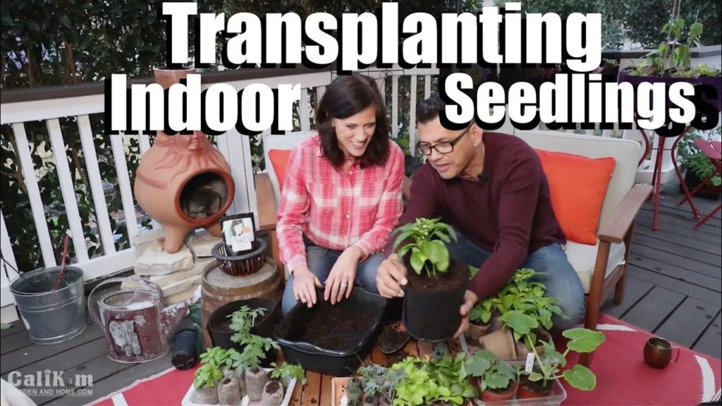 Transplanting Indoor Seedlings - 2 Simple Clues // Spring Garden Series #3