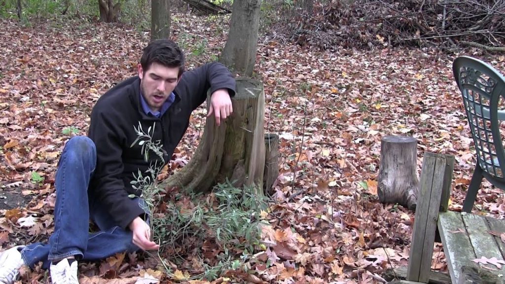 Utilizing Nature's Natural Hugelkultur Method