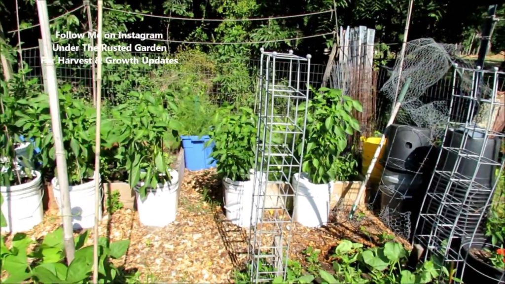 Gary Pilarchik: Cucumber Beetles, Insect Dust Method, Spraying Squash & Zucchini: Community Garden 2017 (4) Cucumber Beetles, Insect Dust Method, Spraying Squash & Zucchini: Community Garden 2017 (4)