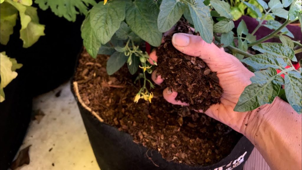 CaliKim: 🍅LIVE: Compost: When is it Finished? How to Use it, What about Bugs & Giveaway Drawing (REPLAY) 🍅LIVE: Compost: When is it Finished? How to Use it, What about Bugs & Giveaway Drawing (REPLAY)