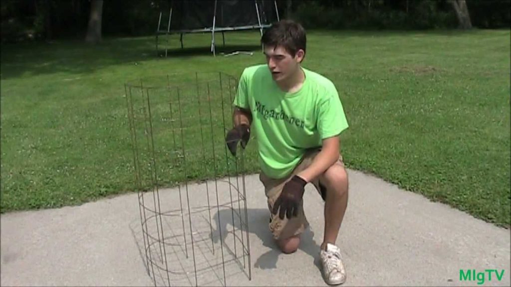 MIgardener: How to Make The Best Tomato Cage Trellis for CHEAP How to Make The Best Tomato Cage Trellis for CHEAP