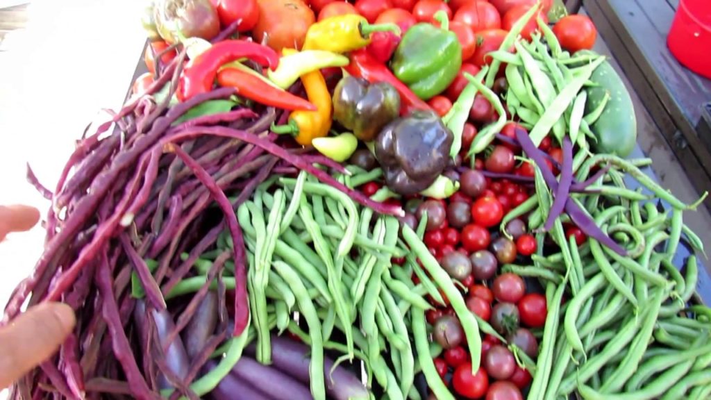 Vegetable Garden Tour & Tips 9/3/2018: Harvest, Cool Weather Transition, Seed Starts