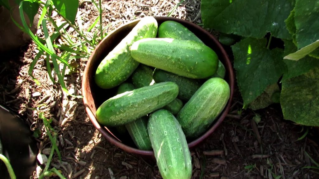 Mid & Late Season Cucumber Care: Issues, Spraying, Feeding, Dust, Remove & Plant in Waves
