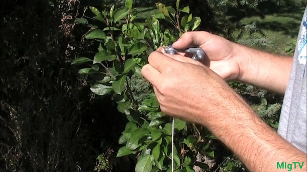 Train Your Fruit Trees To Maximize Yields