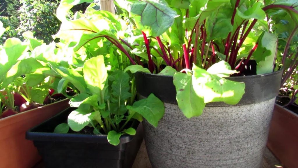 Gary Pilarchik: 30 Days of Growth of My Fall Greens & Radishes in Small Containers: A Salad in 30 Days! (Seed Sale) 30 Days of Growth of My Fall Greens & Radishes in Small Containers: A Salad in 30 Days! (Seed Sale)