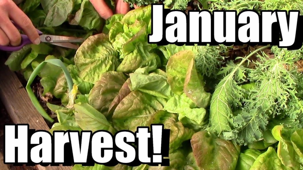 January Vegetable Garden Harvest (Zone 5): Local Food at its Best!