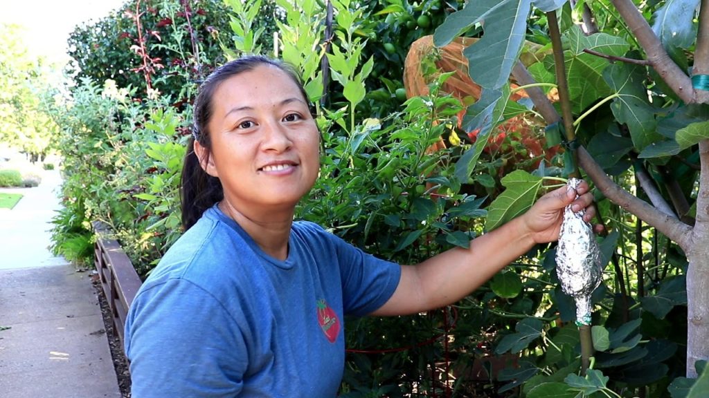 Kaye Kittrell: How to AIR LAYER Fig Trees | Propagation Method | Garden Vlog How to AIR LAYER Fig Trees | Propagation Method | Garden Vlog