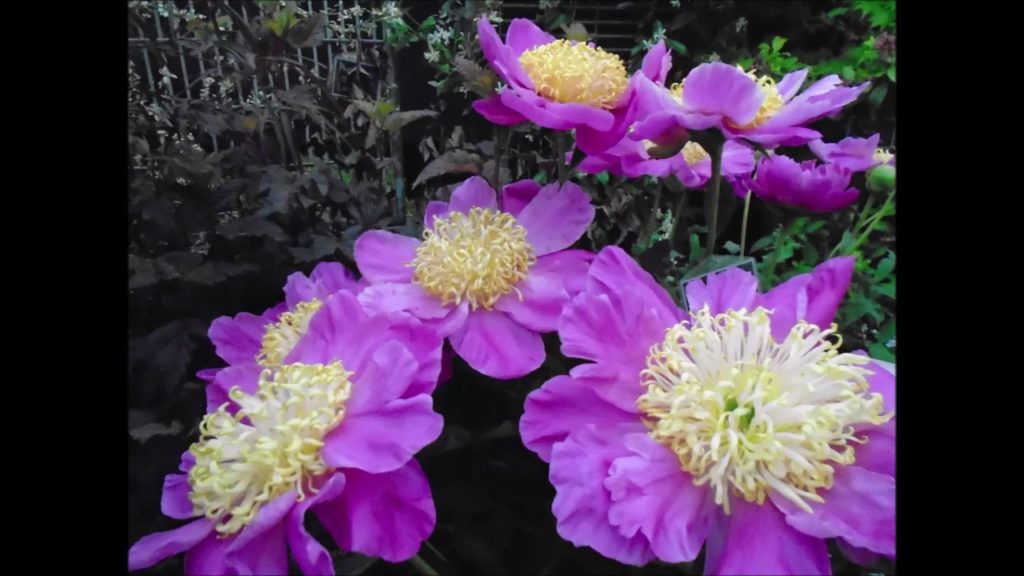 gardeners world show 2018