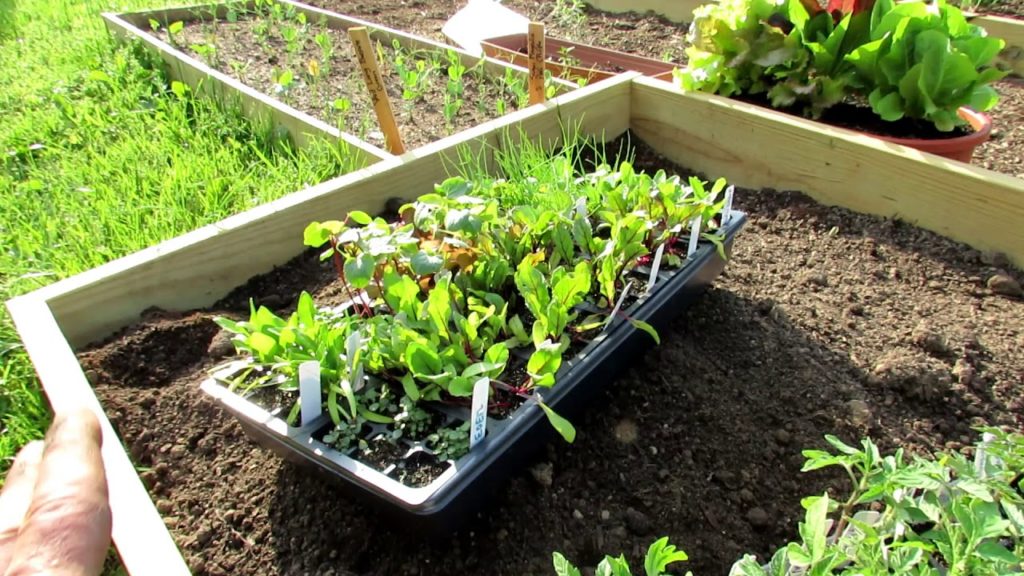 Gary Pilarchik: How to Grow Tomato & Vegetable Transplants Without Grow-Lights: Principles, Examples & Planting How to Grow Tomato & Vegetable Transplants Without Grow-Lights: Principles, Examples & Planting