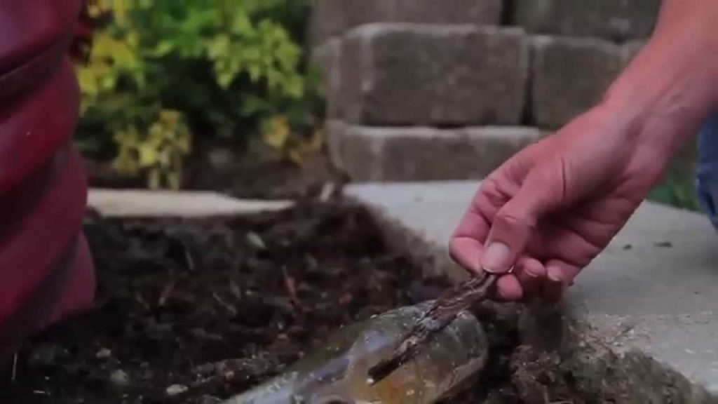 CaliKim: How to Make Beer Traps for Slugs How to Make Beer Traps for Slugs