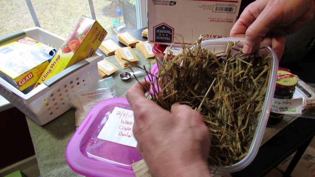 Gary Pilarchik: An Experiment: Growing Mushrooms – Progress Mycelium Growth!, Dowel/Plug Spawn 4 of 6 TRG 2015 An Experiment: Growing Mushrooms - Progress Mycelium Growth!, Dowel/Plug Spawn 4 of 6 TRG 2015