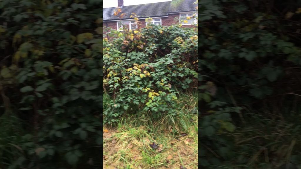 Fischerco Commercial Gardeners for Liverpool City Fischerco Commercial Gardeners for Liverpool City