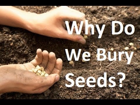 MIgardener: Why Do We Bury Seeds? Why Do We Bury Seeds?