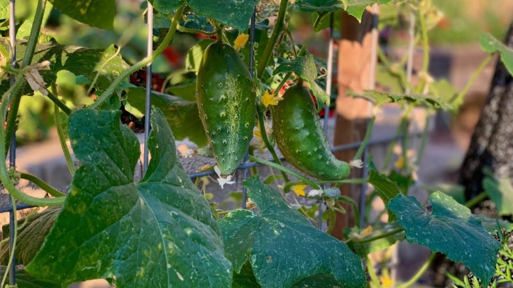 🍅Live: FAQ’s of the Week - Fall Gardening, Ladder Mesh, Do I Have Time to plant Cukes? (REPLAY)