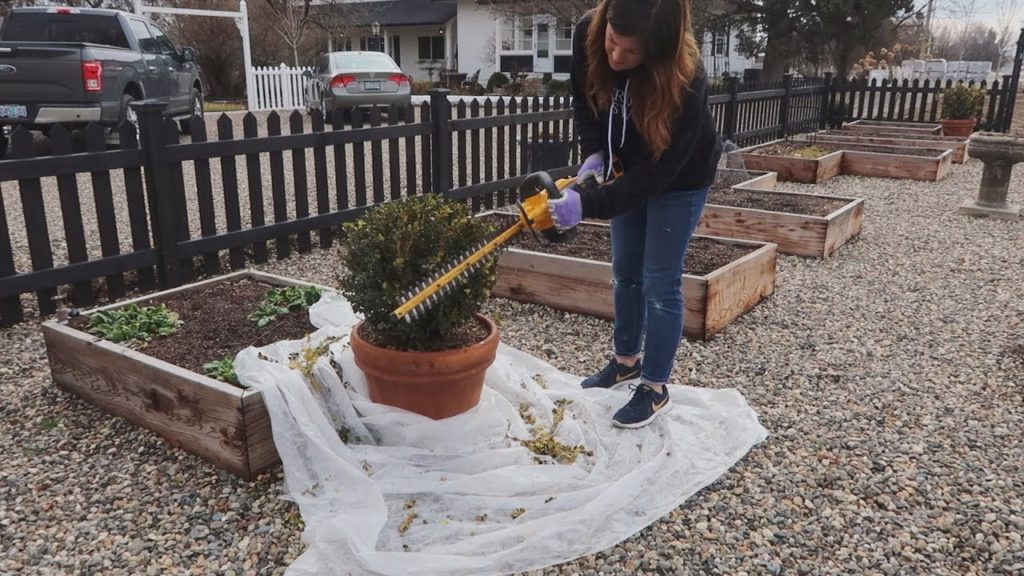 Garden Answer: Garden Maintenance Day: Pruning Hydrangeas, Lavender & Boxwood! 🌿✂️💚 Garden Maintenance Day: Pruning Hydrangeas, Lavender & Boxwood! 🌿✂️💚