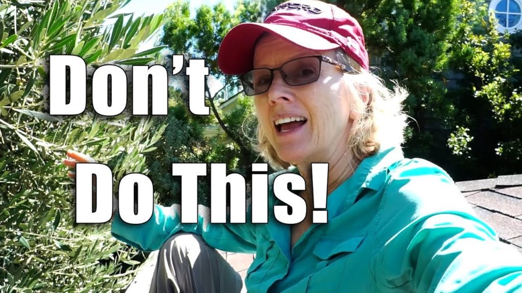 Kaye Kittrell: OLIVE Harvesting | Garden Workday | Los Angeles OLIVE Harvesting | Garden Workday | Los Angeles