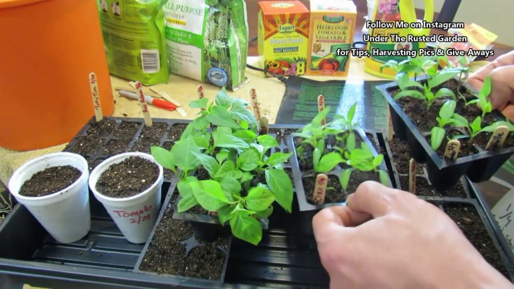 A Complete Guide for Growing Tomatoes & Peppers - Seed to Harvest: Every Step!/Table of Contents