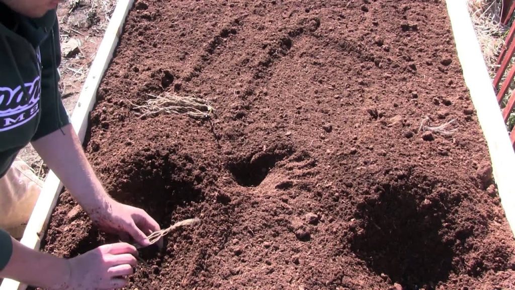Planting Asparagus Crowns In a NEW Raised Bed