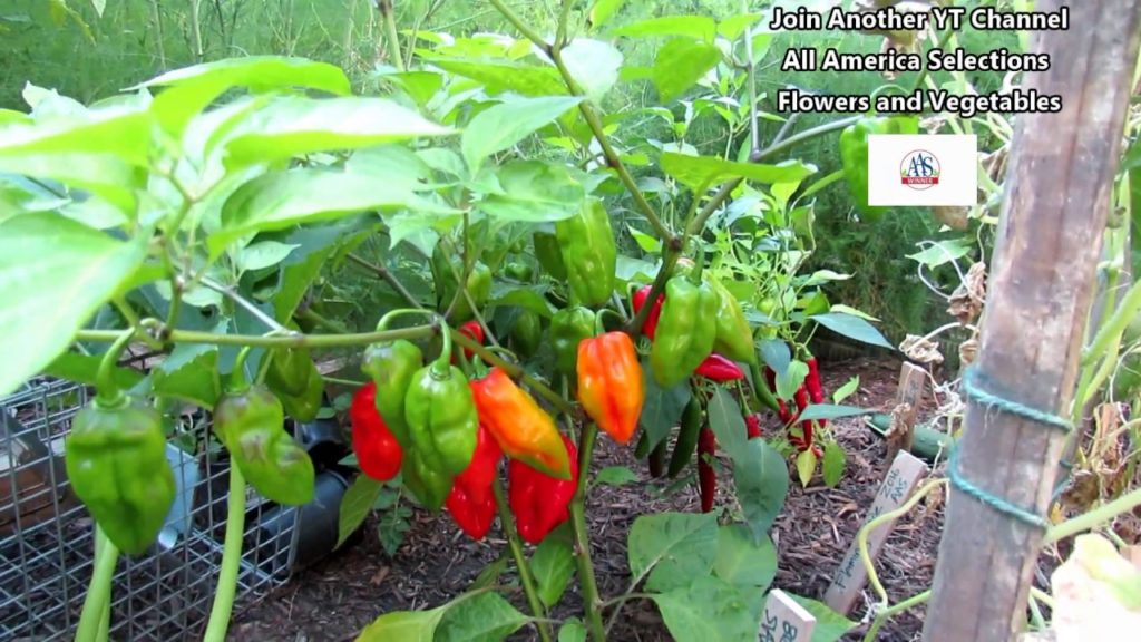 Vegetable Garden Tour & Tips 8/24/2018: My Best Year for Tomatoes - Hydrogen Peroxide