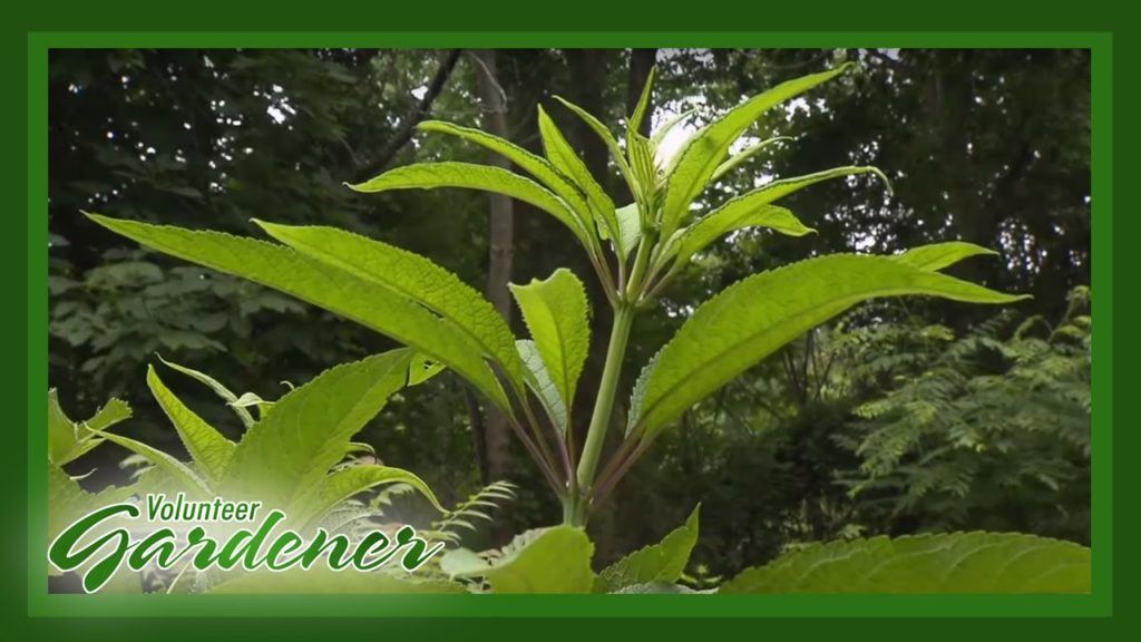 Medicinal Herbs: Lisa's Greenhouse & Gardens | Volunteer Gardener Medicinal Herbs: Lisa's Greenhouse & Gardens | Volunteer Gardener