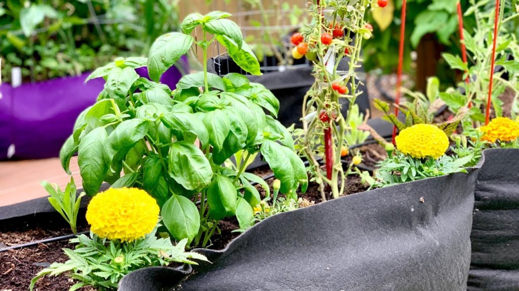 🍅 LIVE: My Favorite Summer Garden Tips, Q & A