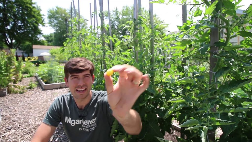 What Organic Gardening Means to Me