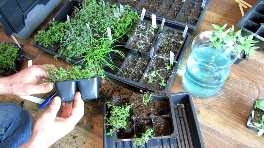 Seed Starting Basics: Oregano, Thyme, Chives - Starting, Dividing, Feeding & Saving Money