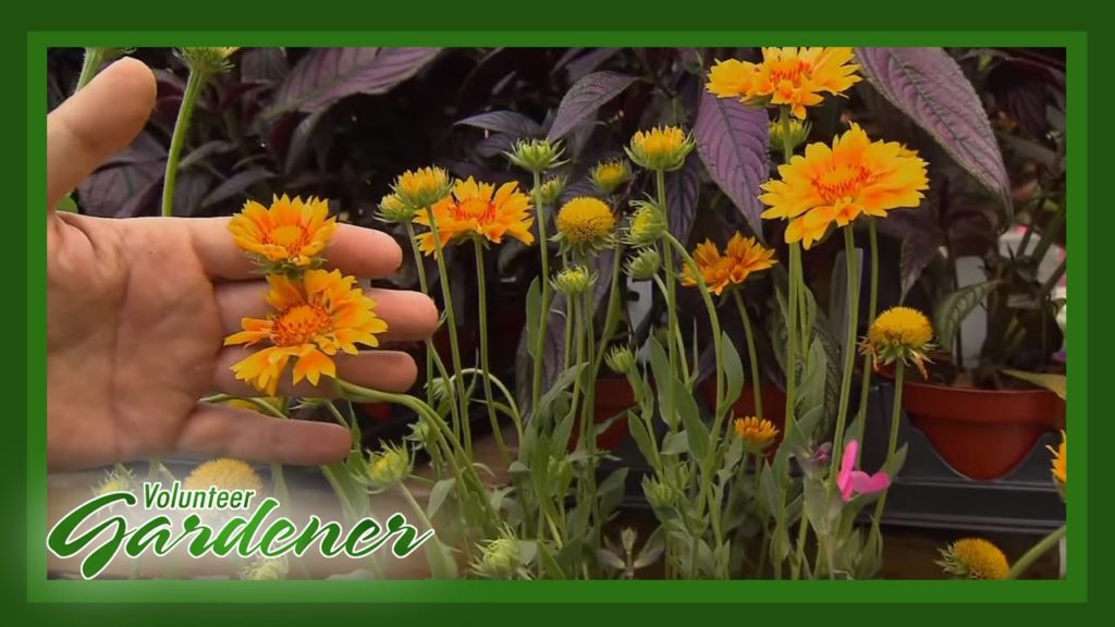 Drought Tolerant Plants | Volunteer Gardener