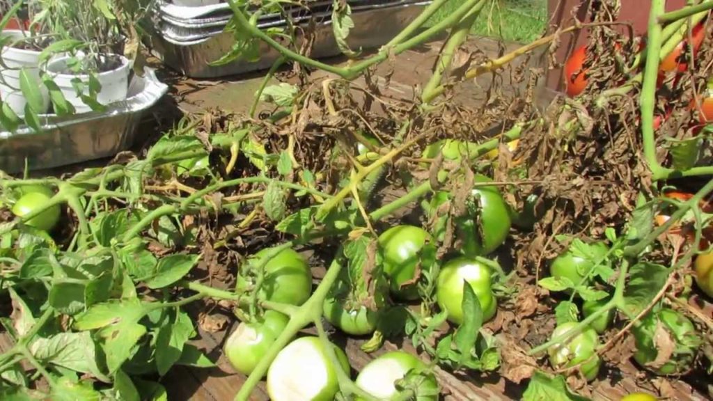 Gary Pilarchik: 60 Seconds or Sow: What is Tomato 'Sunscald' – The Rusted Garden 2013 60 Seconds or Sow: What is Tomato 'Sunscald' - The Rusted Garden 2013