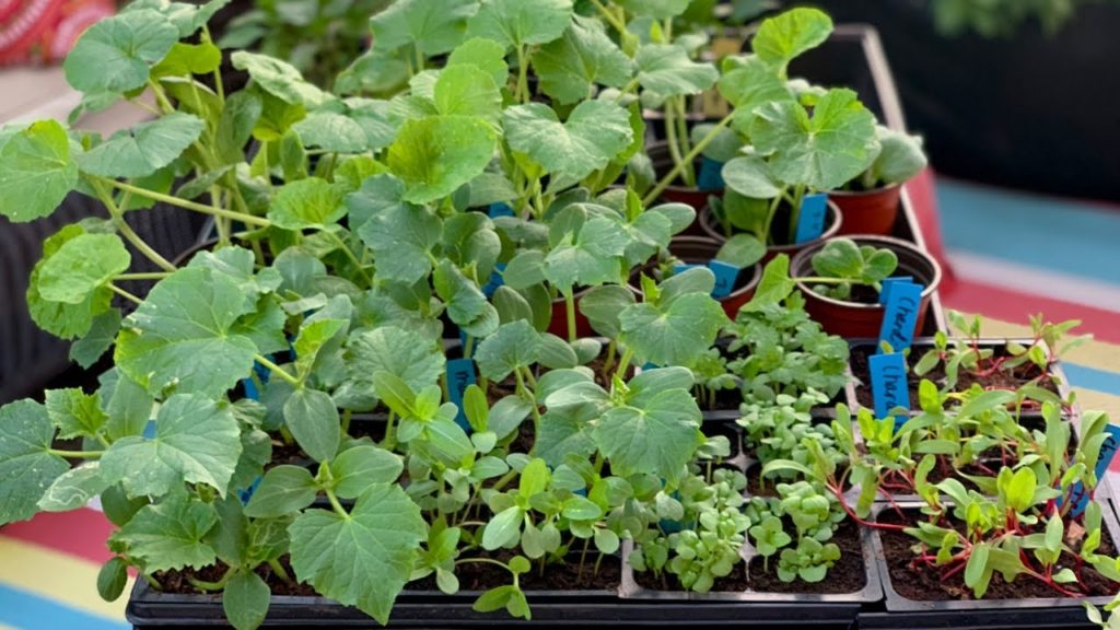 🍅 LIVE: 3 Things to do in Your Garden In July/August to Keep the Harvests Coming (REPLAY)