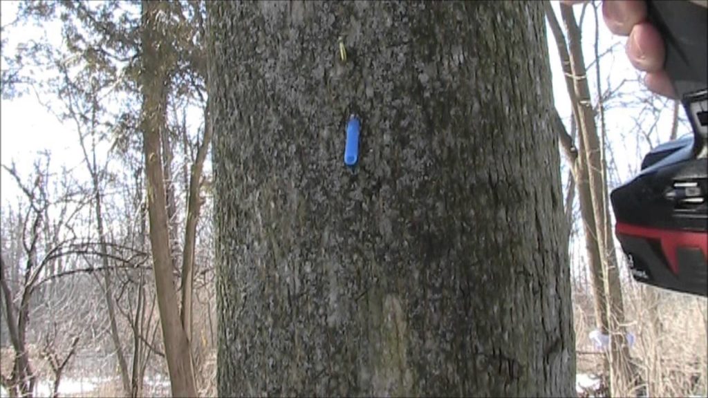 MIgardener: How To Make The Worlds Simplest & Cheapest Maple Sap Tap How To Make The Worlds Simplest & Cheapest Maple Sap Tap