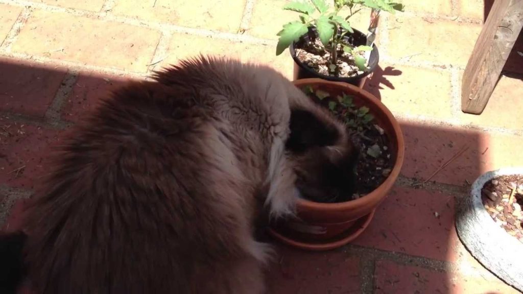Linden Digs the Catnip