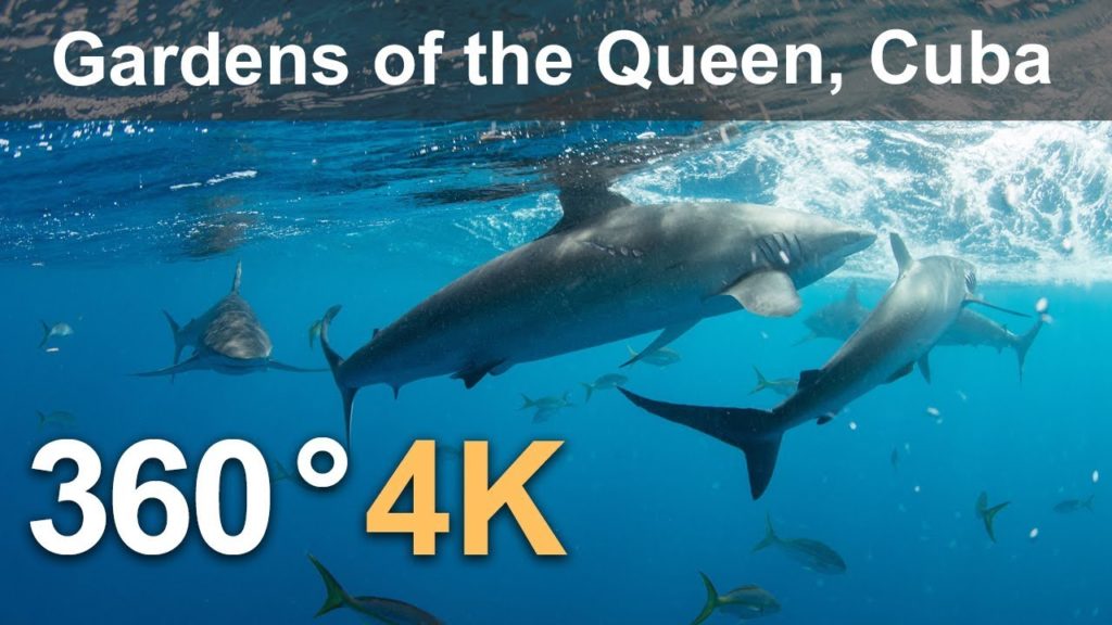 Diving in the Gardens of the Queen, Cuba Diving in the Gardens of the Queen, Cuba