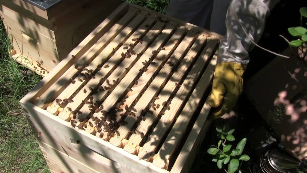 MIgardener: Michigan Honeybees With Stunning Genetics & Growth Michigan Honeybees With Stunning Genetics & Growth