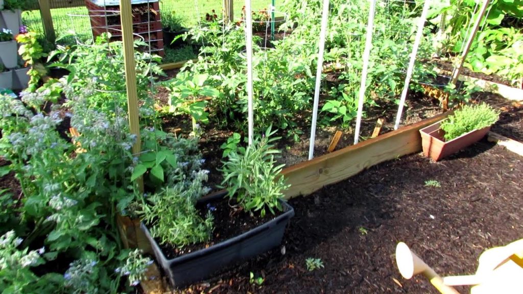 Gary Pilarchik: Tour 12 2019: TRG Homestead – Repair Split Tomato Stem, Supporting Melons & Garden Walkabout Tour 12 2019: TRG Homestead - Repair Split Tomato Stem, Supporting Melons & Garden Walkabout