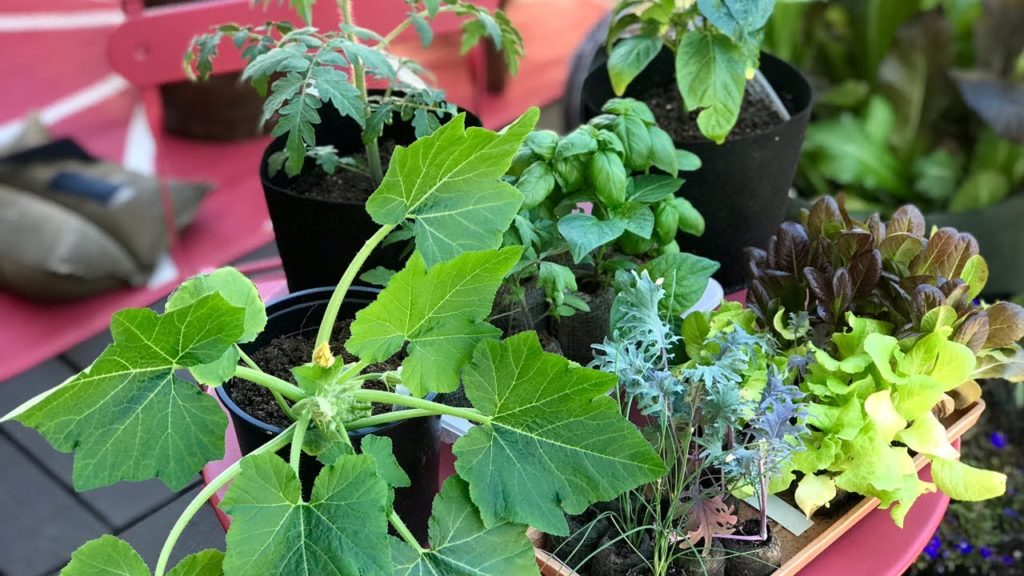 CaliKim: 🍅 LIVE: Almost Spring! 3 Tips to Get Your Garden Ready & Live Q & A (REPLAY) 🍅 LIVE: Almost Spring! 3 Tips to Get Your Garden Ready & Live Q & A (REPLAY)