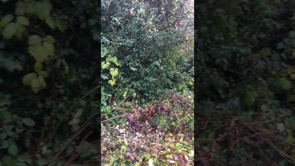 Fischerco Commercial Gardeners South Liverpool Fischerco Commercial Gardeners South Liverpool