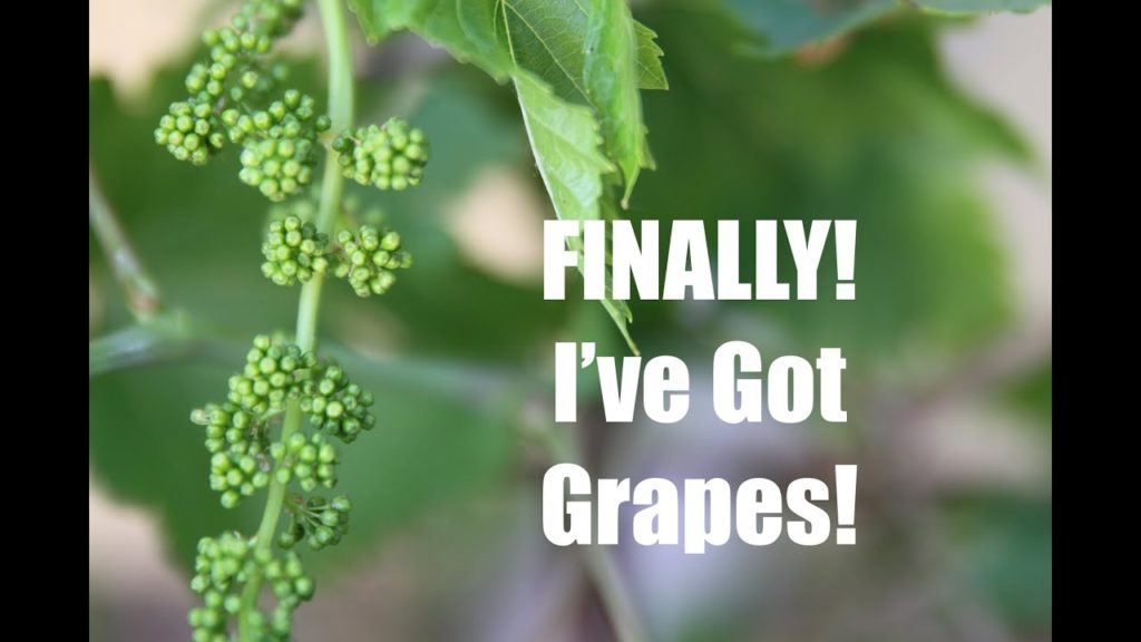CaliKim: FINALLY – I've Got Grapes! FINALLY - I've Got Grapes!