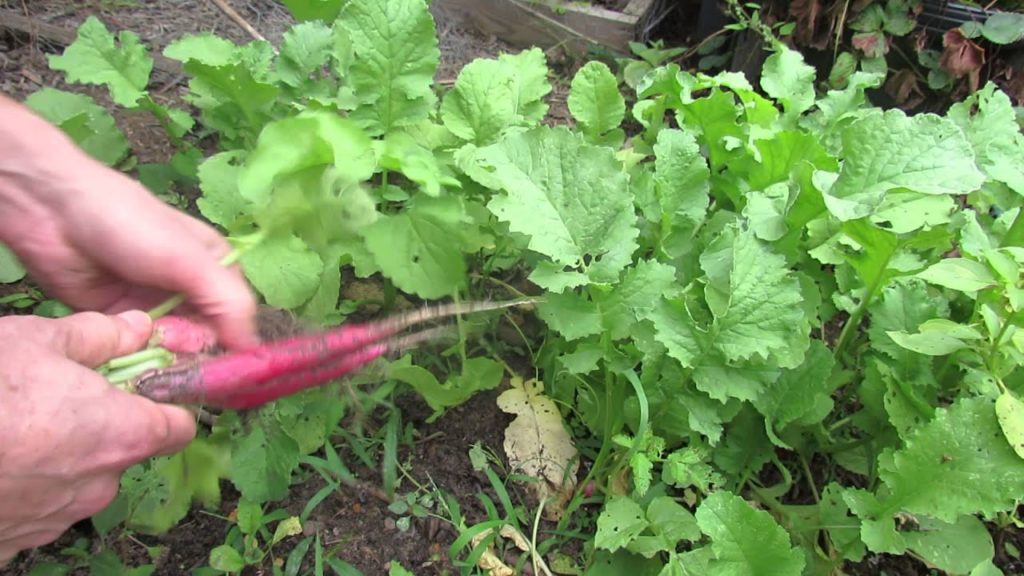 Fall Gardening: Harvesting Globe and Long Radishes: Cool Weather Crops- TRG 2014