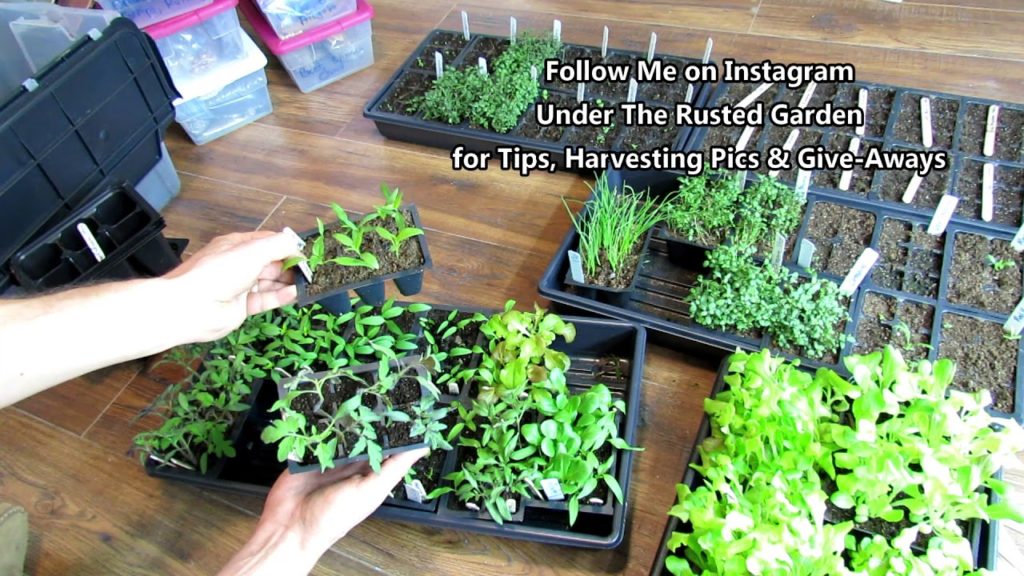 Gary Pilarchik: Seed Starting Basics: Starting & Up-Potting Tomatoes & Water Soluble Fertilizing Details Seed Starting Basics: Starting & Up-Potting Tomatoes & Water Soluble Fertilizing Details