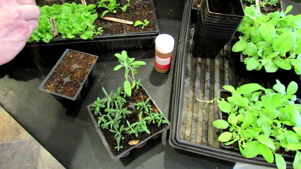60 Seconds or Sow: Preventing Seedling 'Damping Off' Disease Using Cinnamon - The Rusted Garden 2013