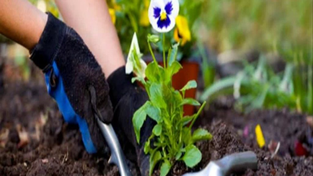 Gardening ideas in telugu
